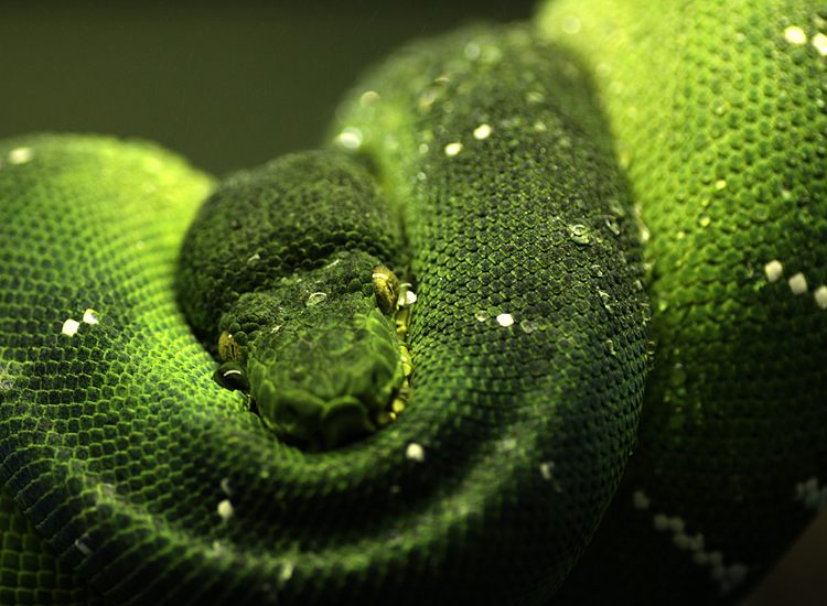 python_1